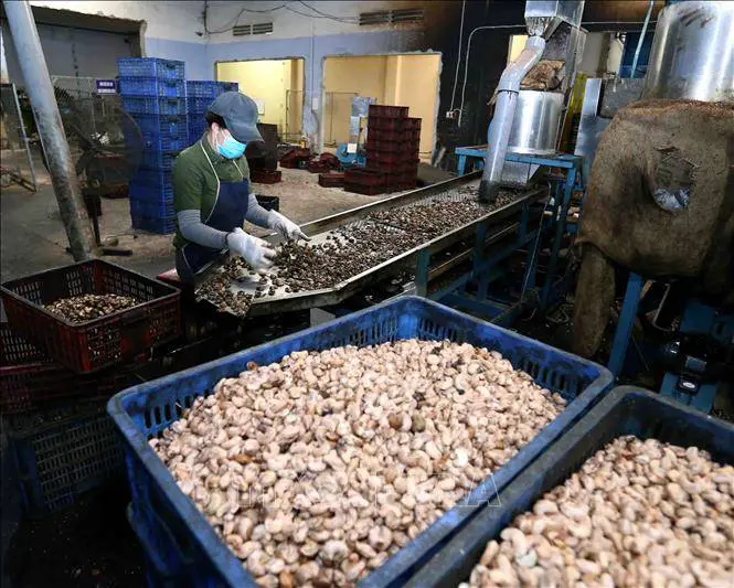 Vietnam is the World Largest Cashew Exporter