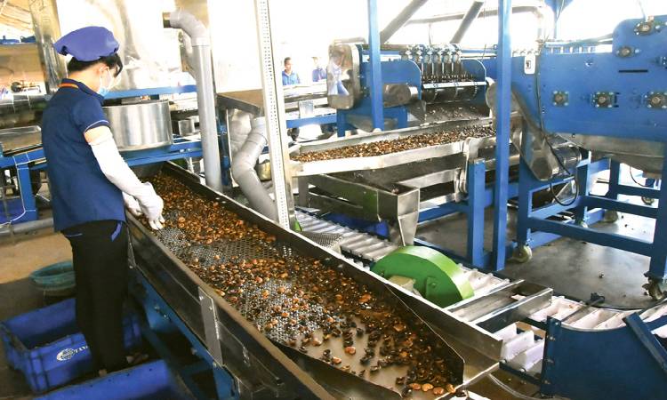 Vietnam cashew processing machine shows its power